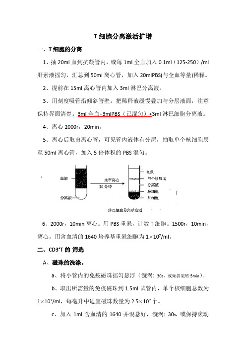 T细胞培养