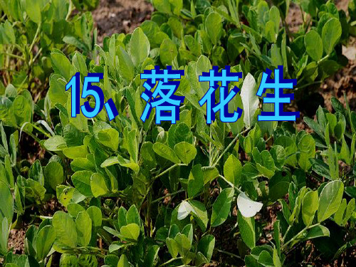 15落花生ppt课件