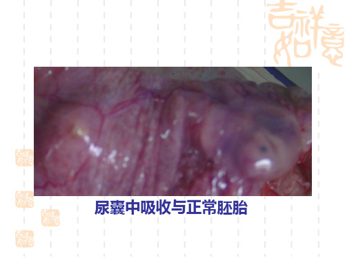 母猪阶段营养对繁殖性能的影响(四)