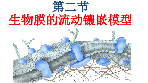 4.2 生物膜的流动镶嵌模型