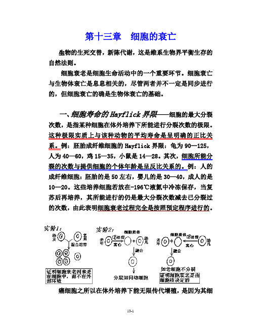 第十三章 细胞的衰亡