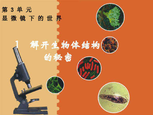五年级下册科学课件-3.1 解开生物体结构的秘密(4)-湘科版