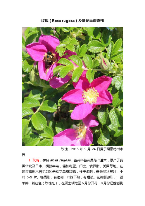 玫瑰（Rosa?rugosa）及紫花重瓣玫瑰