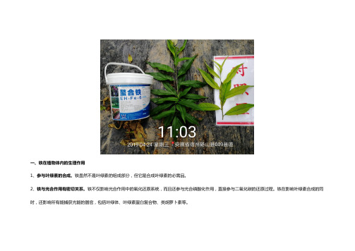 铁元素对植物的重要性及正确的补铁方法