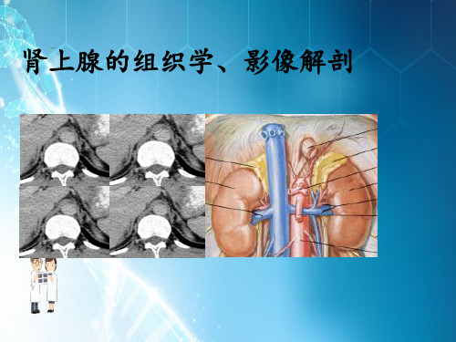 肾上腺解剖及生理ppt课件