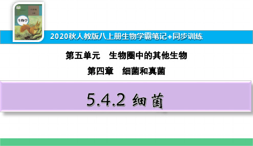 八上生物学霸笔记+同步训练5.4.2细菌