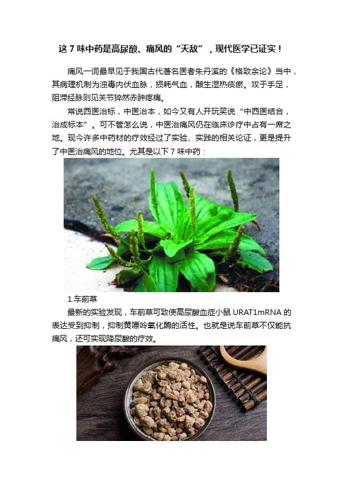 这7味中药是高尿酸、痛风的“天敌”，现代医学已证实！