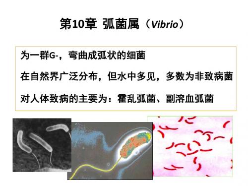 第10章 弧菌