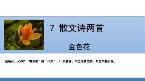 部编版七年级语文上册课件 7  散文诗两首 《金色花》