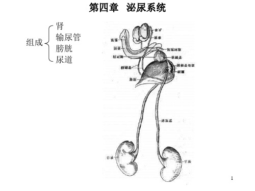 《第四章泌尿系统》PPT课件