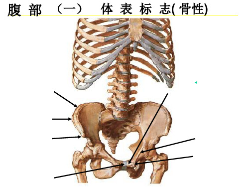 局部解剖学课件：腹部精选图片