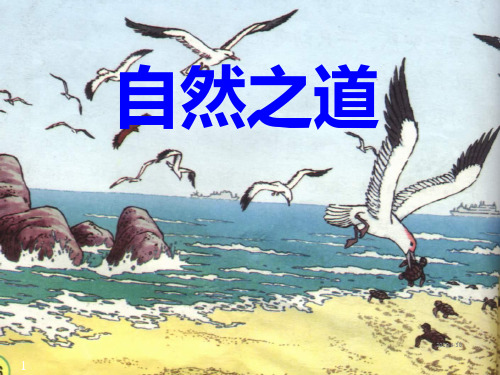 语文四年级下人教新课标3.9《自然之道》课件3