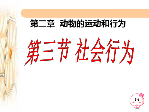 人教版生物八年级上册课件：5.2.3社会行为