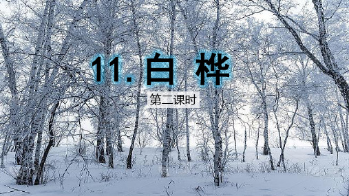 部编版语文四年级下册11《白桦》第二课时课件(共18张PPT)