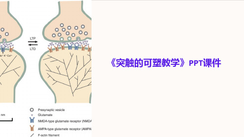 《突触的可塑教学》课件