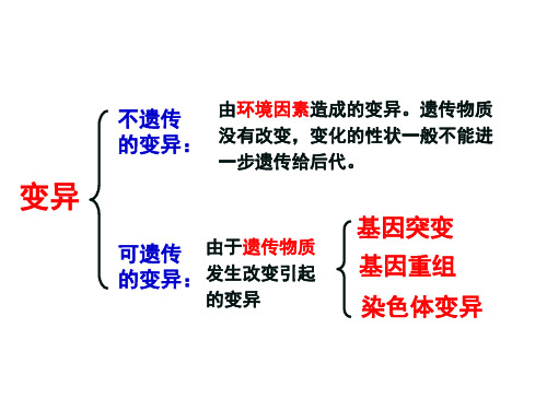 基因突变和基因重组(一轮复习公开课精品课件)