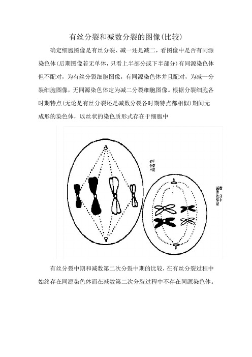 有丝分裂和减数分裂的图像(比较)