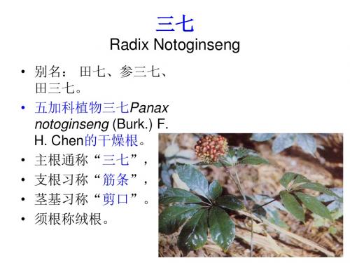 药用植物学与生药学_25五加科2