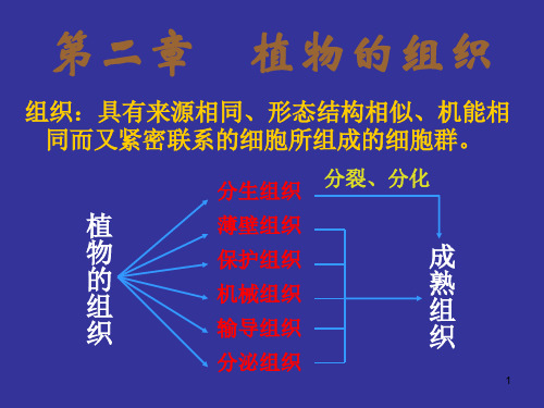 植物的组织PPT课件 