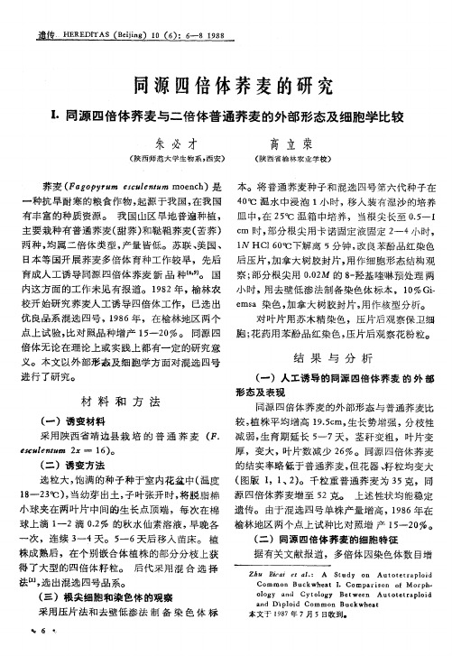 同源四倍体荞麦的研究I.同源四倍体荞麦与二倍体普通荞麦的外部形态及细胞学比较