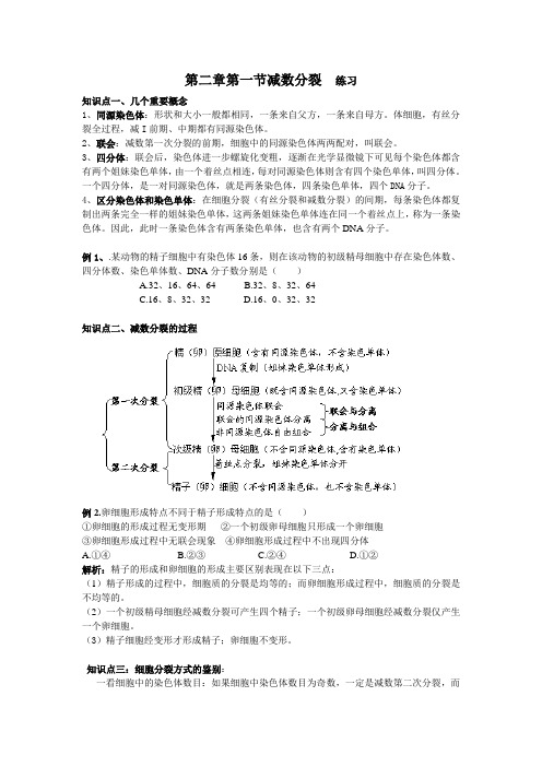 人教版生物必修二减数分裂练习