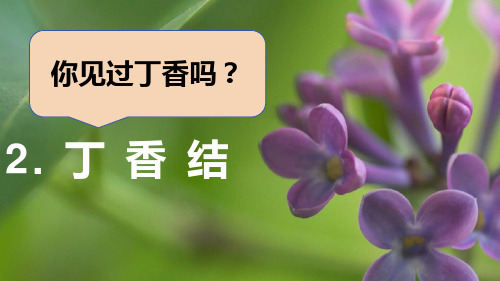 丁香结 ppt课件