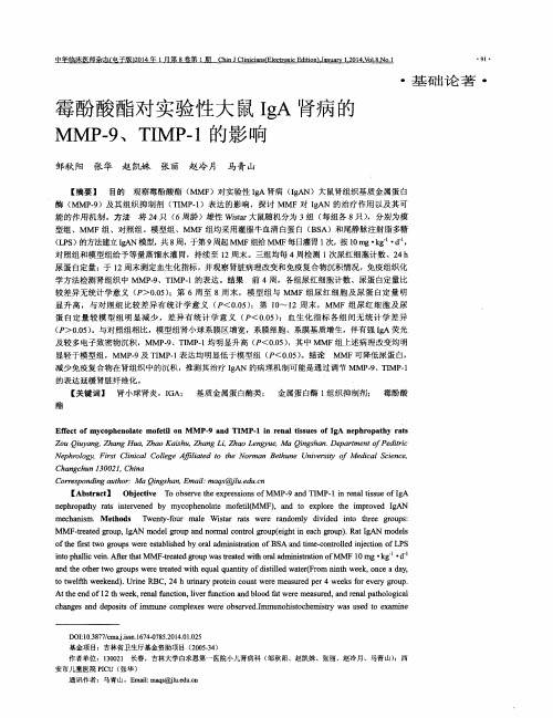 霉酚酸酯对实验性大鼠IgA肾病的MMP-9、TIMP-1的影响