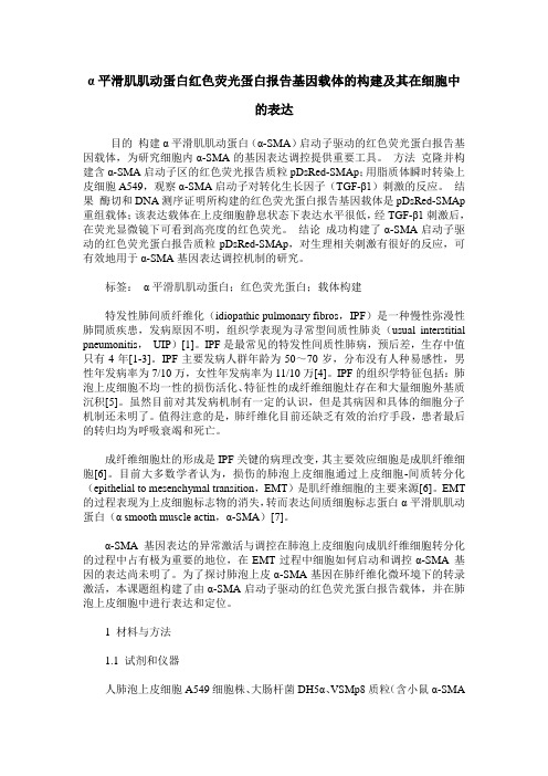 α平滑肌肌动蛋白红色荧光蛋白报告基因载体的构建及其在细胞中的表达