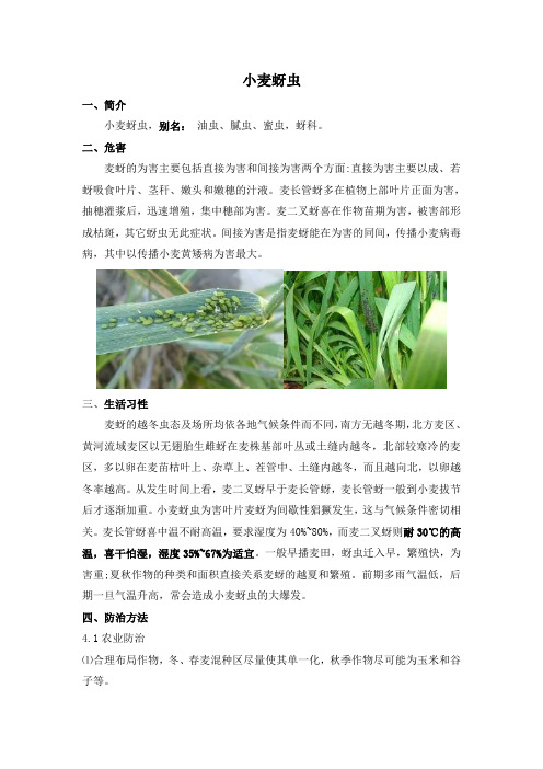 小麦病虫害——小麦蚜虫