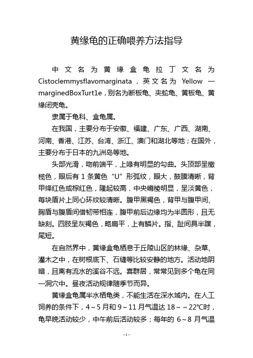 黄缘龟的正确喂养方法指导