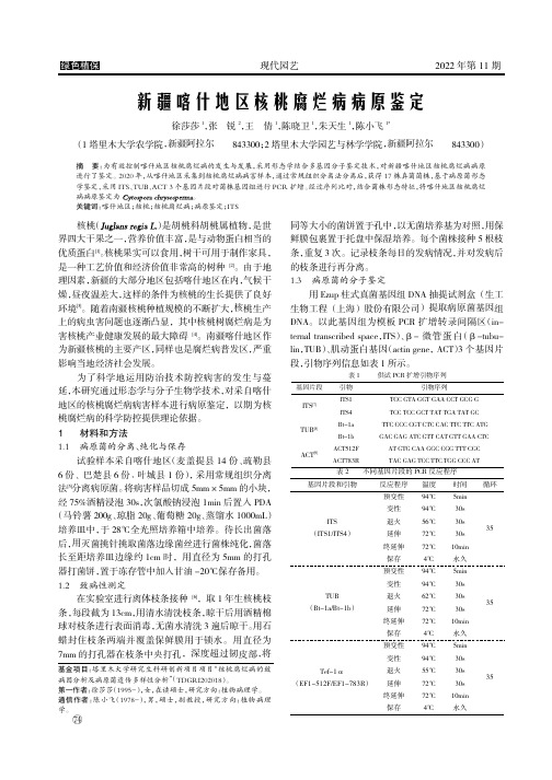 新疆喀什地区核桃腐烂病病原鉴定