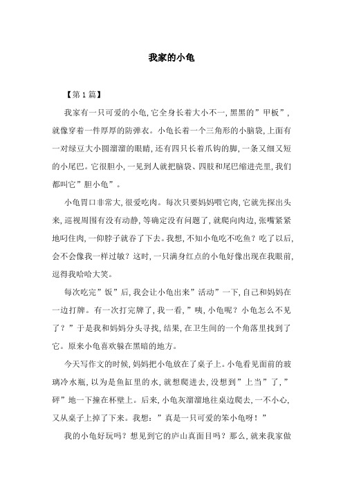 我家的小龟