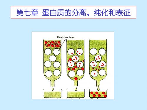 蛋白质的结构层次