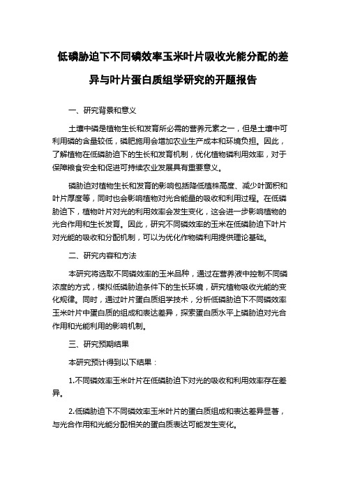 低磷胁迫下不同磷效率玉米叶片吸收光能分配的差异与叶片蛋白质组学研究的开题报告