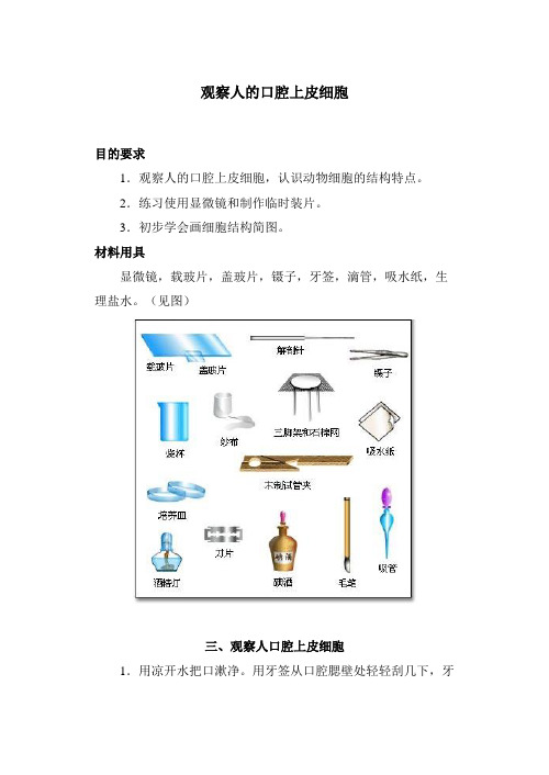 人的口腔上皮细胞