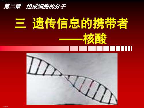 《核酸》PPT新教材1