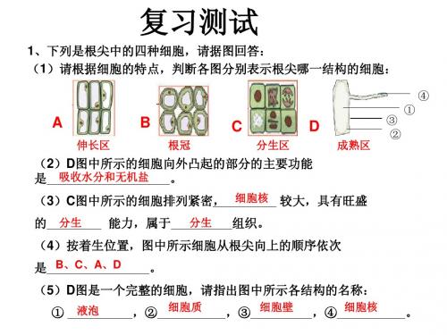 第六节  芽的类型和结构