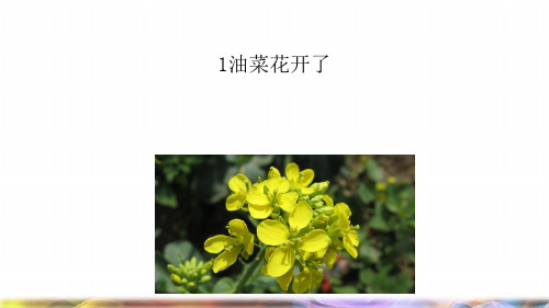 四年级科学下册2新的生命1油菜花开了课件教科版