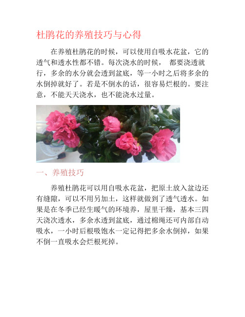 杜鹃花的养殖技巧与心得-养花技巧