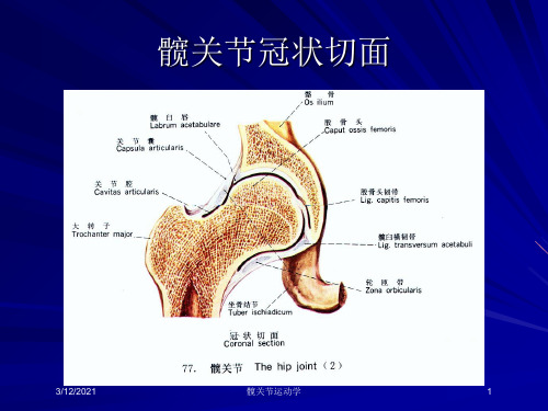 髋关节运动学培训课件