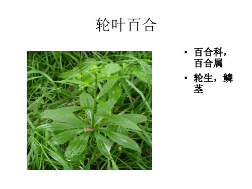 长白山部分植物简介