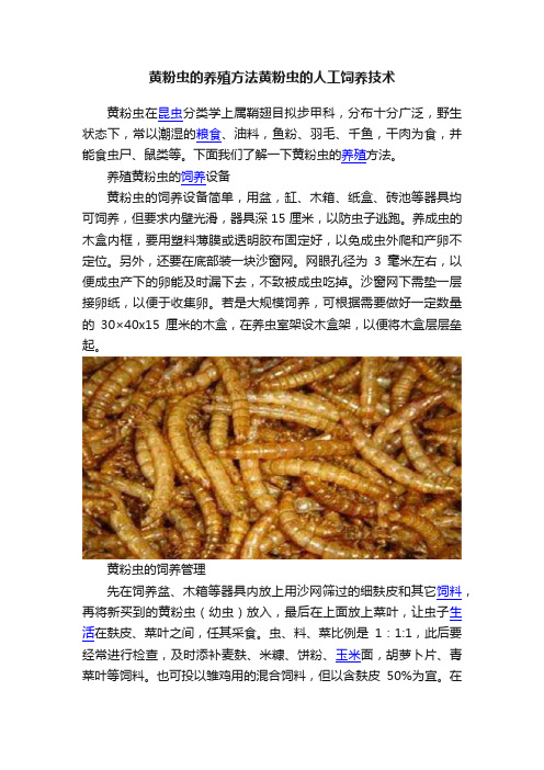 黄粉虫的养殖方法黄粉虫的人工饲养技术