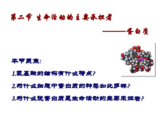 高二生物蛋白质课件
