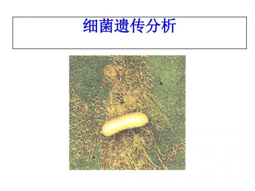 6细菌和噬菌体的遗传分析