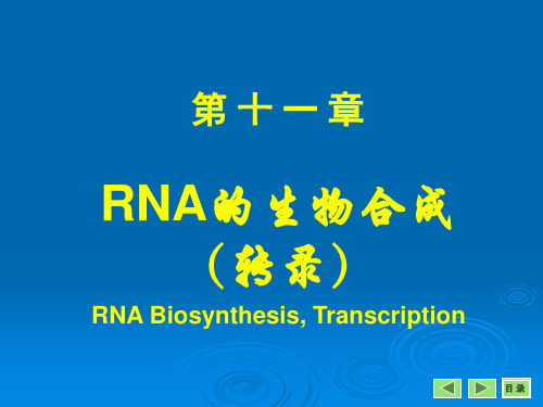 大学生物化学第11章转录