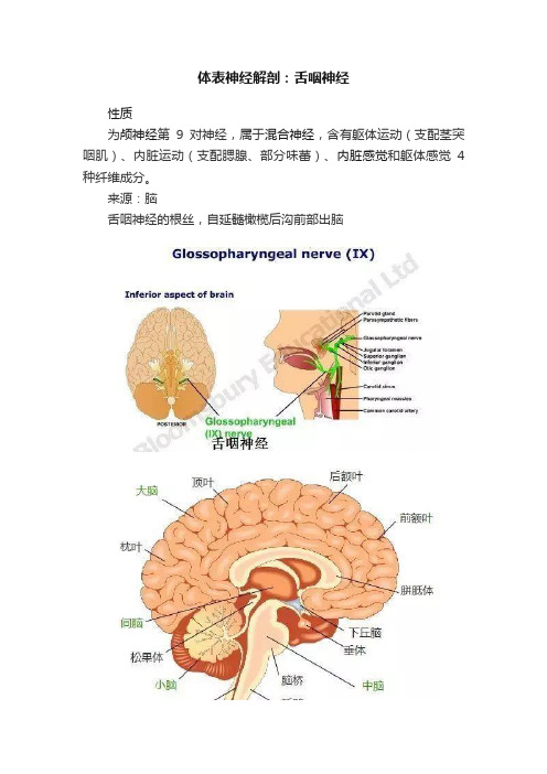 体表神经解剖：舌咽神经