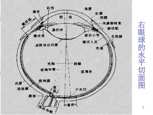 神经生物物理视觉