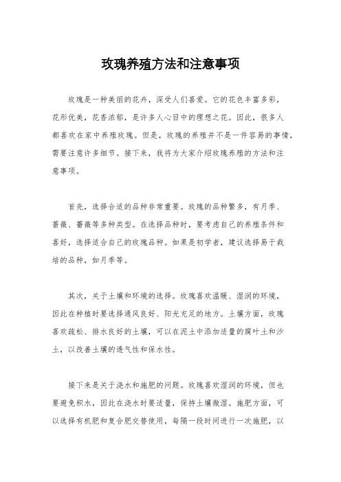 玫瑰养殖方法和注意事项