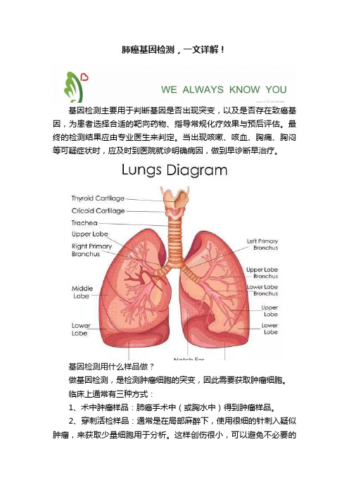 肺癌基因检测，一文详解！