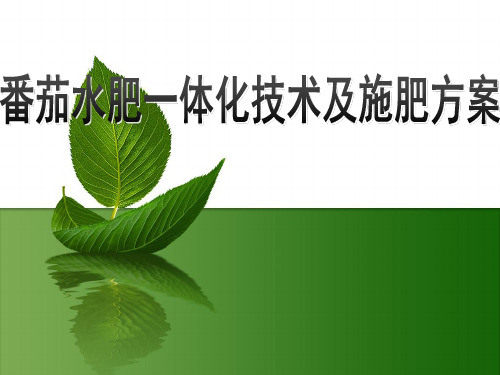 番茄水肥一体化技术施肥方案